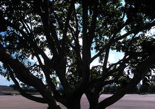 榉树盆景冬季落叶后的调整养殖方法