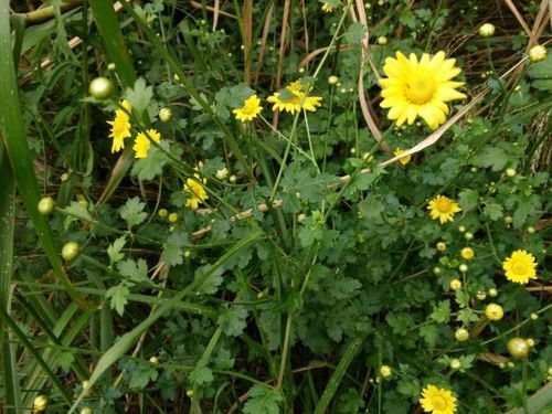 城市绿化， 黄花风铃木和银杏