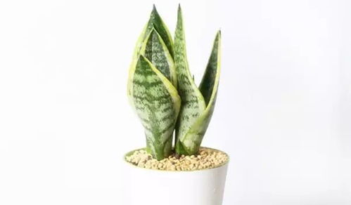 虎皮兰：耐阴的绿植佳选