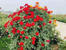 月季花开， 致富之路在脚下