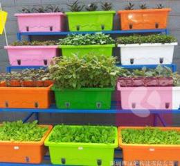 适合屋顶种植的花卉