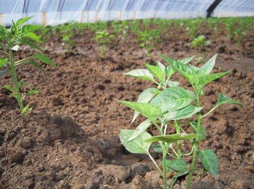 绿叶地肤种植小窍门：避开病虫害， 产量品质双提升