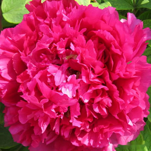 室内养护的可行性