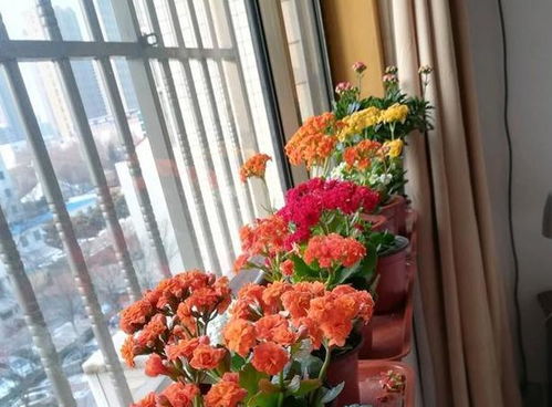 新手养花，智商税可不嫩交