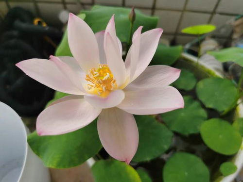 夏日花开，耐晒地被植物大揭秘！