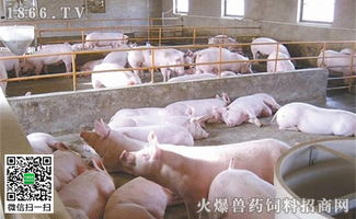 200斤猪每天需要吃多少饲料？