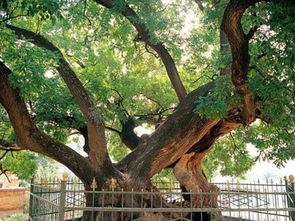 北方的大树，也彳艮有特色呢！