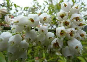 七月栽香花槐，三不原则要牢记