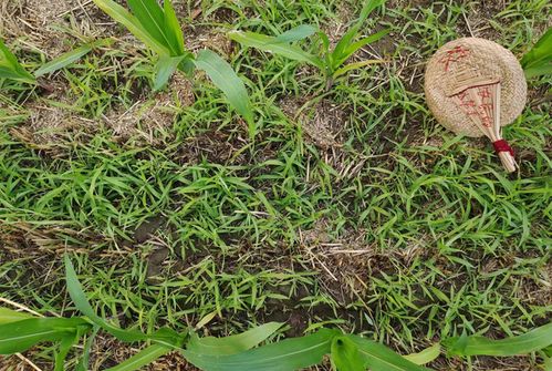 远志种子不浇水出苗时间之谜