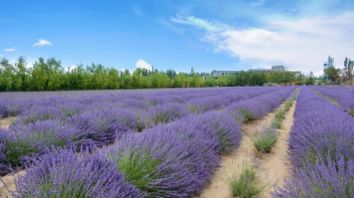 “花语守候：绽放等待的坚韧之美”