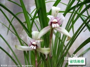 兰花无毒，卧室种植安心之选！