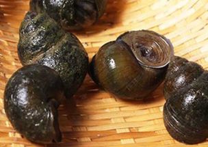 “田螺养殖技巧：居家养护