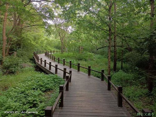 草本植物的神秘面纱