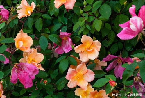 奶油龙沙宝石：黄绿色切花月季的诱惑