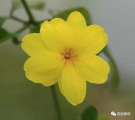 花开花落， 生命的轮回