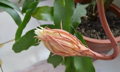 昙花浇水需要注意什么夏季和冬季的浇水方法有何不同