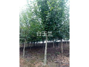 嫁接：春天的魔法， 快速繁殖的秘诀