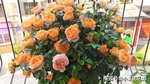 秋季养护月季：阳光充足是关键