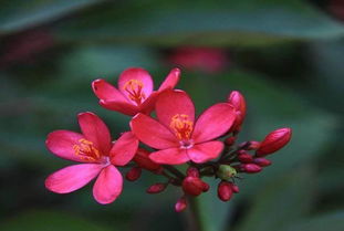 紫红色花朵， 色彩斑斓