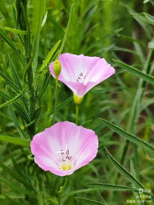 牵牛花的花语中“羞涩之花”的含义
