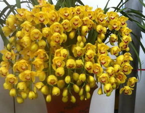 移植：花卉生长的迁徙