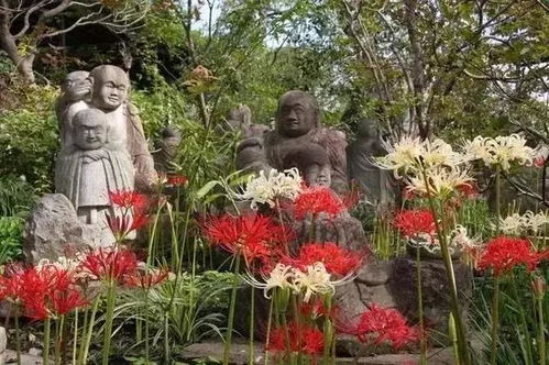 彼岸花，为何绽放如此炽热之红