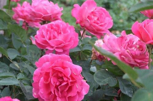 波特梅里恩月季的花期揭秘