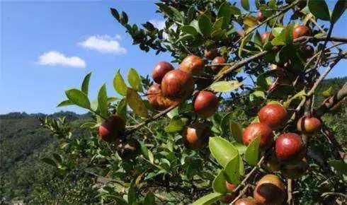 揭秘：茶油基地的油茶树何时结果？亩产惊人！