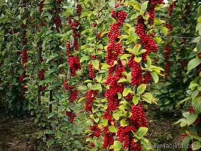 五味子苗种植：春季还是秋季？