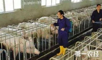 猪场驱虫有哪些常见误区需要注意？