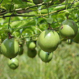 合理密植，提高产量