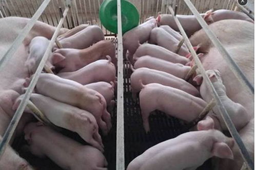 母猪产后胎盘是否排净，如何一眼判断？