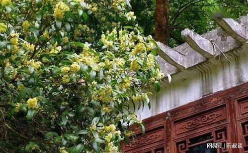 黄杨：寓意富贵