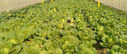 叶面肥，不可少