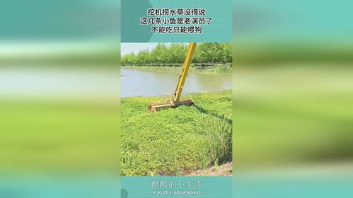 小鱼是如何温柔对待水草的呢？