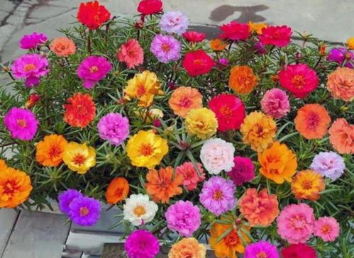 种向日葵的简单小秘诀