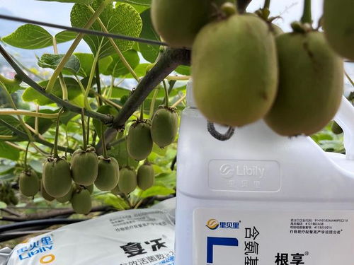 如何根据石榴树的生长阶段选择最合适的肥料