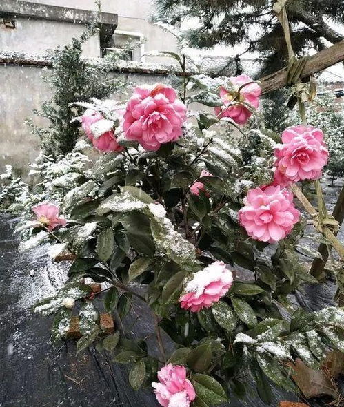 搭建保温棚保平安