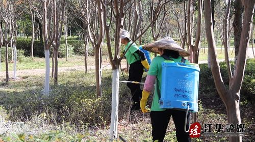 春季树木粉刷活动