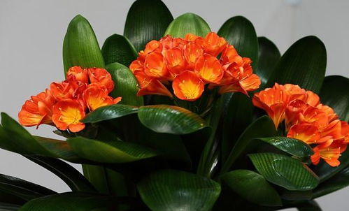 君子兰种植初体验：浇水的那些事儿