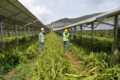 烟叶与荒山开发