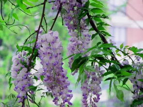 紫荆和紫藤在植物学上有什么区别？