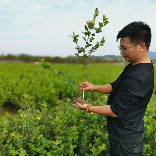 揭秘长林系列高产油茶苗：高效种植指南