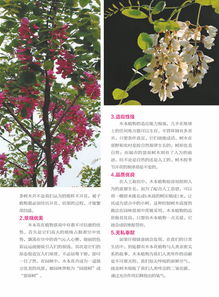 常见花卉名称识别大揭秘