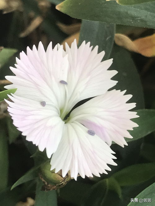 种花心得，分享我的快乐秘诀