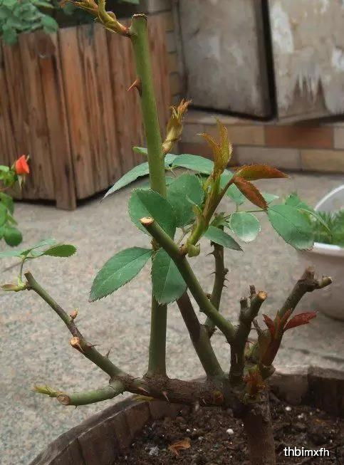 修剪后的急救措施