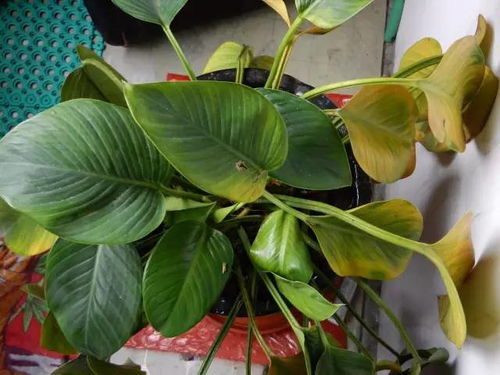 植物叶子怎么变亮？只需一招