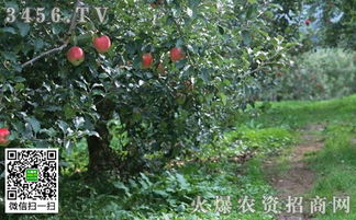 钙肥施用的Zui佳时期