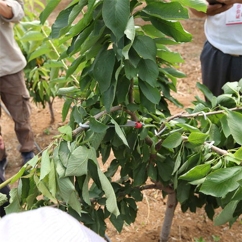 吉塞拉矮化樱桃苗具有后来啊早，早丰产，节省采摘劳动力等优点