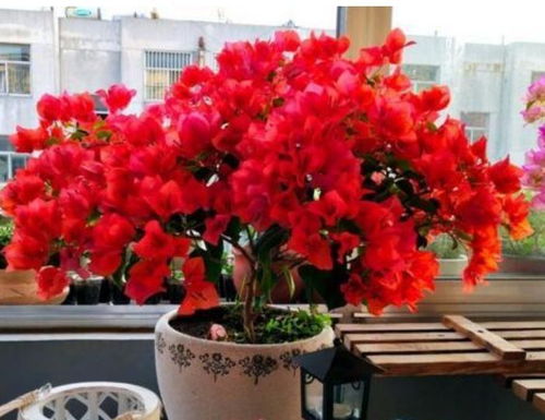 三角梅：花团锦簇， 美不胜收